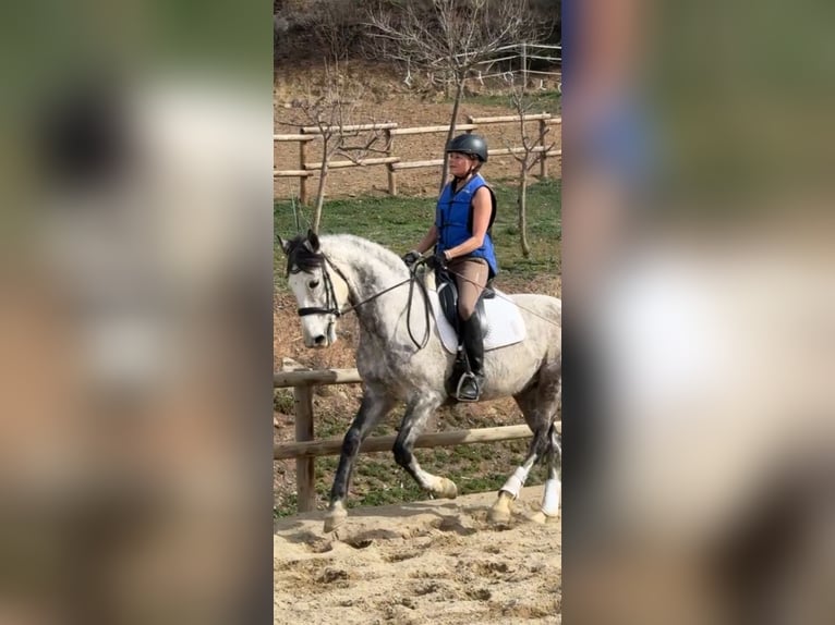 Cavallo sportivo irlandese Giumenta 10 Anni 165 cm Grigio pezzato in Lleida