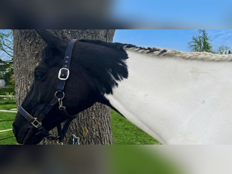 Cavallo sportivo irlandese Giumenta 10 Anni 165 cm Pezzato in Nordstemmen