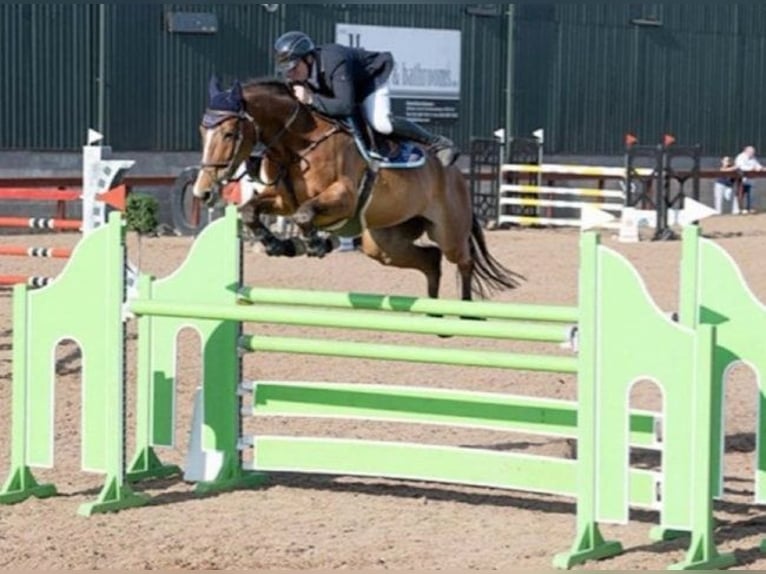 Cavallo sportivo irlandese Giumenta 10 Anni 170 cm Baio ciliegia in Belfast