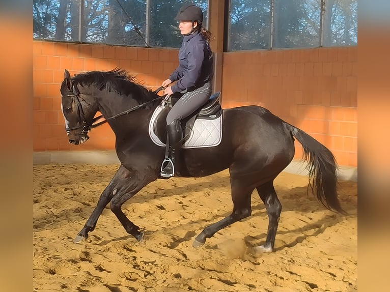 Cavallo sportivo irlandese Giumenta 10 Anni 170 cm Morello in Lemgo