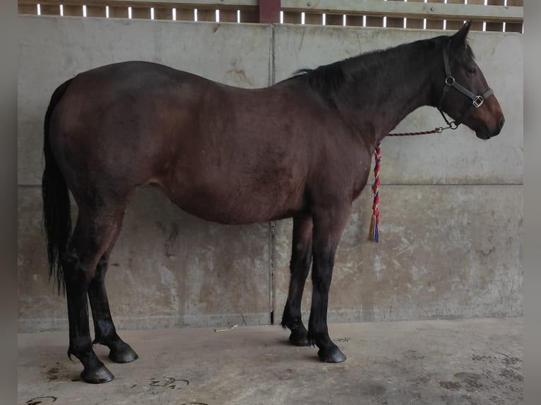 Cavallo sportivo irlandese Giumenta 10 Anni Baio ciliegia in york