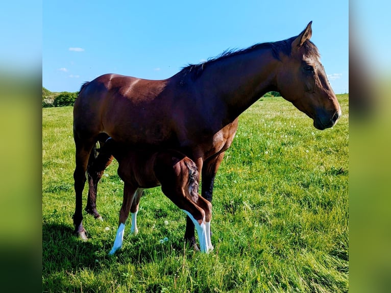 Cavallo sportivo irlandese Giumenta 10 Anni Baio ciliegia in york