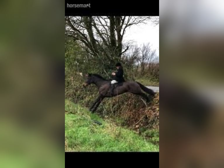 Cavallo sportivo irlandese Giumenta 10 Anni Baio scuro in Wicklow