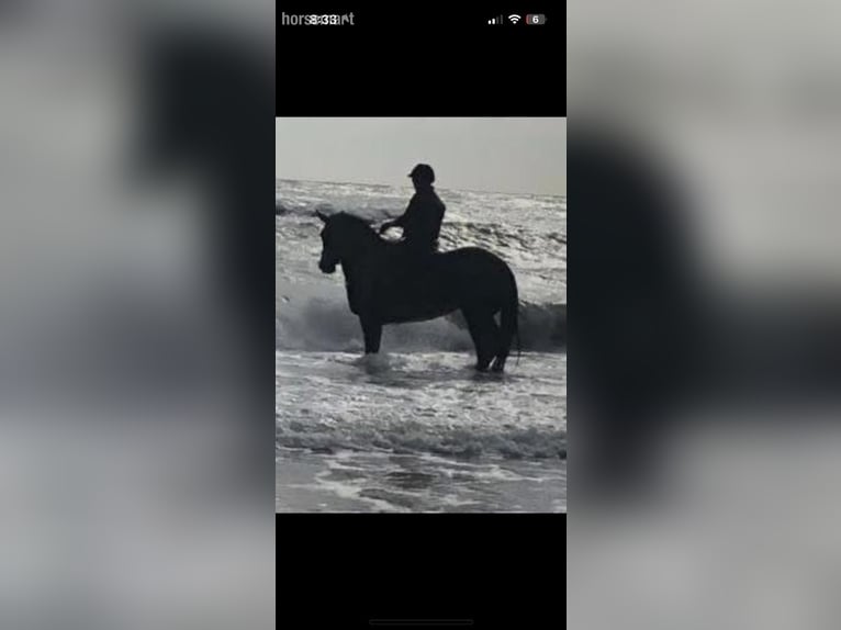 Cavallo sportivo irlandese Giumenta 10 Anni Baio scuro in Wicklow