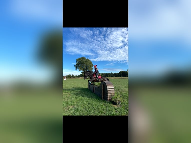 Cavallo sportivo irlandese Giumenta 11 Anni 141 cm Morello in Astene