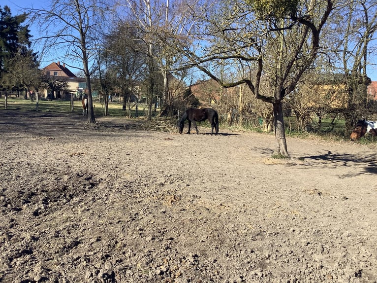 Cavallo sportivo irlandese Giumenta 11 Anni 142 cm Baio nero in farmsen