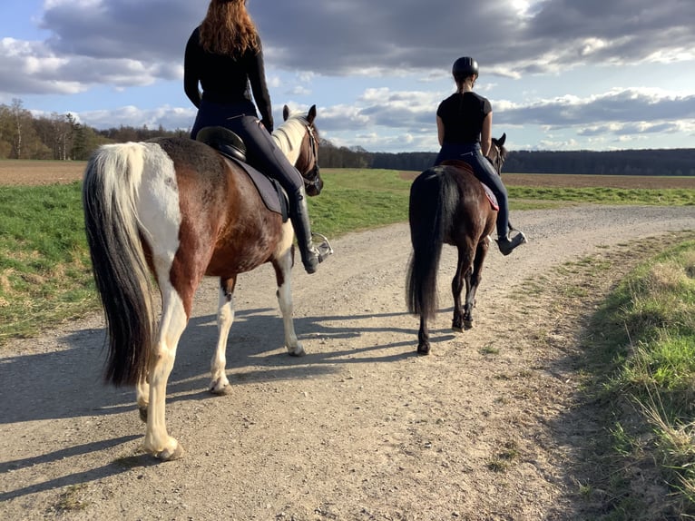 Cavallo sportivo irlandese Giumenta 11 Anni 142 cm Baio nero in farmsen