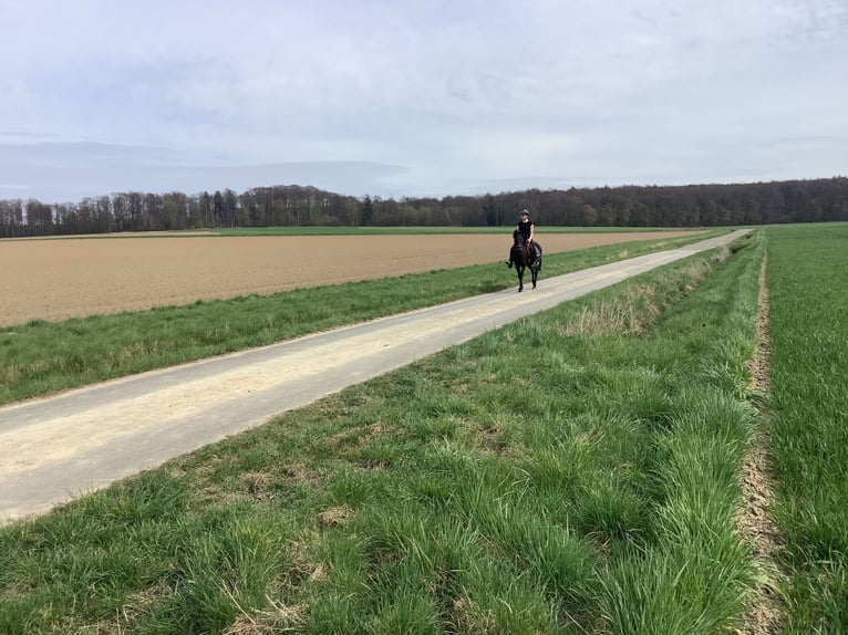 Cavallo sportivo irlandese Giumenta 11 Anni 142 cm Baio nero in farmsen