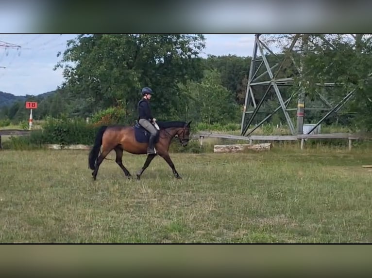Cavallo sportivo irlandese Giumenta 11 Anni 148 cm Baio in Bielefeld