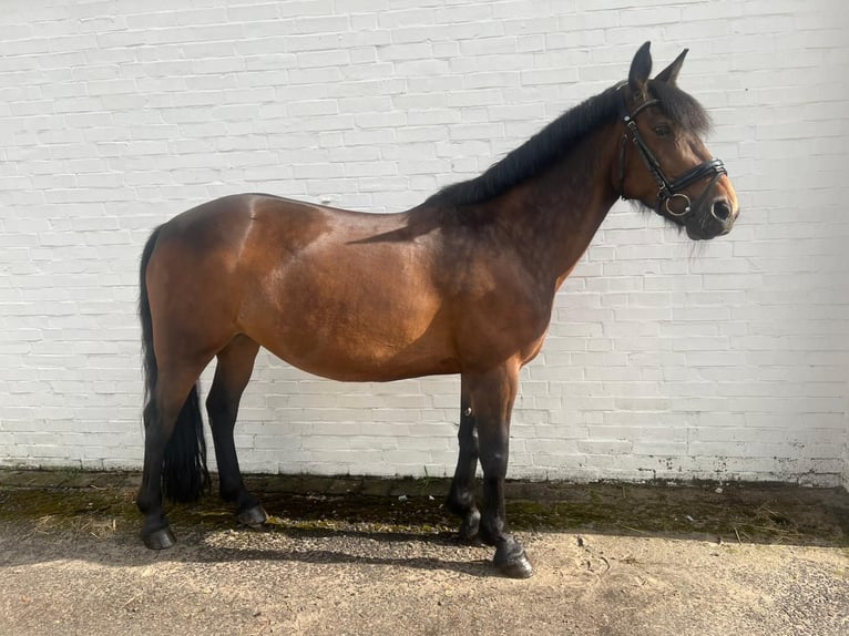 Cavallo sportivo irlandese Giumenta 11 Anni 148 cm Baio in Bielefeld