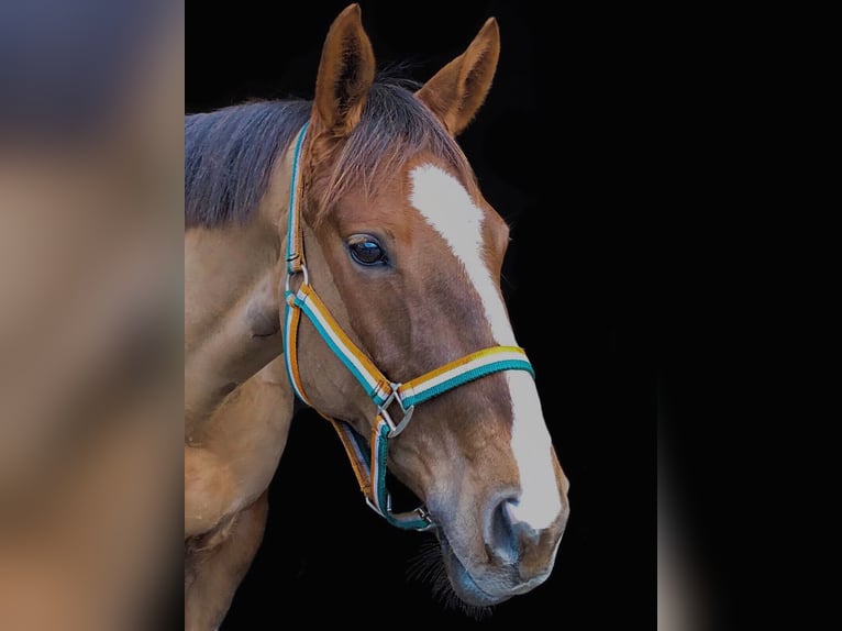 Cavallo sportivo irlandese Giumenta 11 Anni 148 cm Sauro scuro in Hamburg Hummelsbüttel