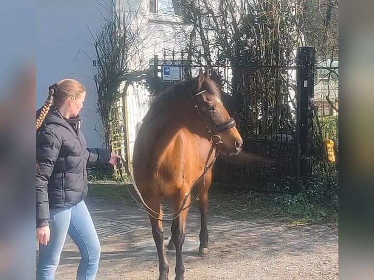 Cavallo sportivo irlandese Giumenta 11 Anni 154 cm Baio in Lage