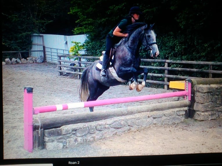 Cavallo sportivo irlandese Giumenta 11 Anni 156 cm Grigio in Soltau