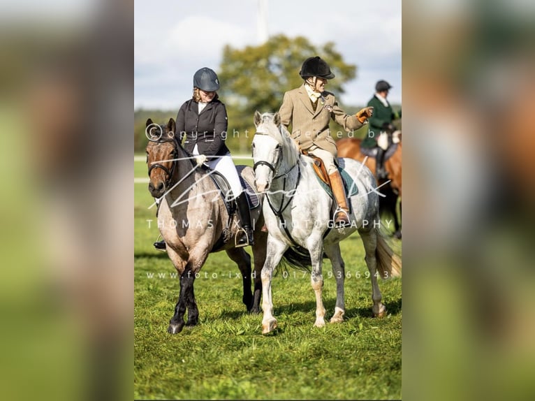 Cavallo sportivo irlandese Giumenta 11 Anni 156 cm Grigio in Soltau