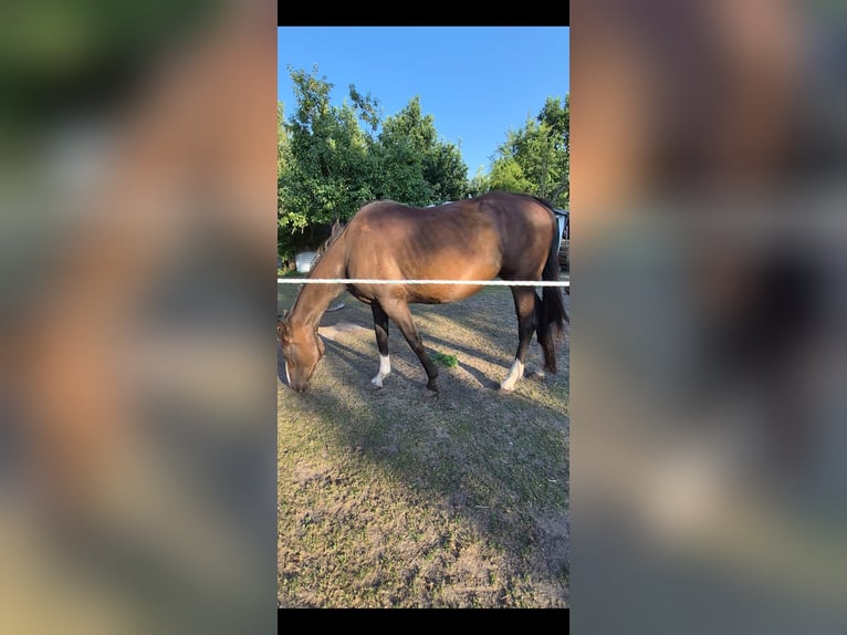 Cavallo sportivo irlandese Giumenta 11 Anni 158 cm Baio in Verden (Aller)