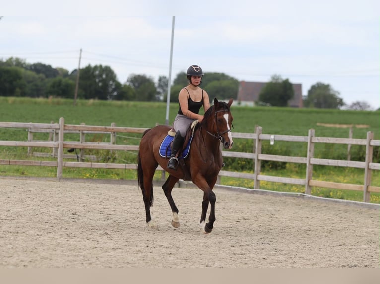 Cavallo sportivo irlandese Giumenta 11 Anni 160 cm Baio in Pepingen