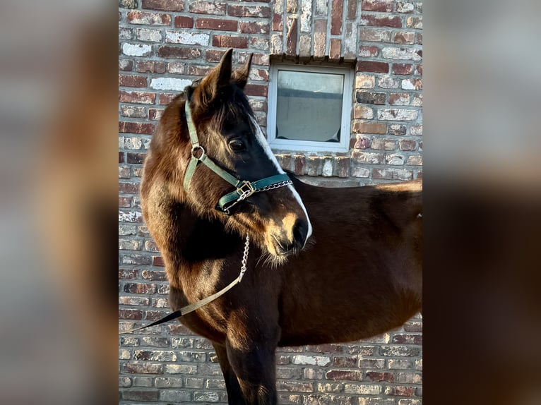 Cavallo sportivo irlandese Giumenta 11 Anni 160 cm Baio scuro in Grevenbroich