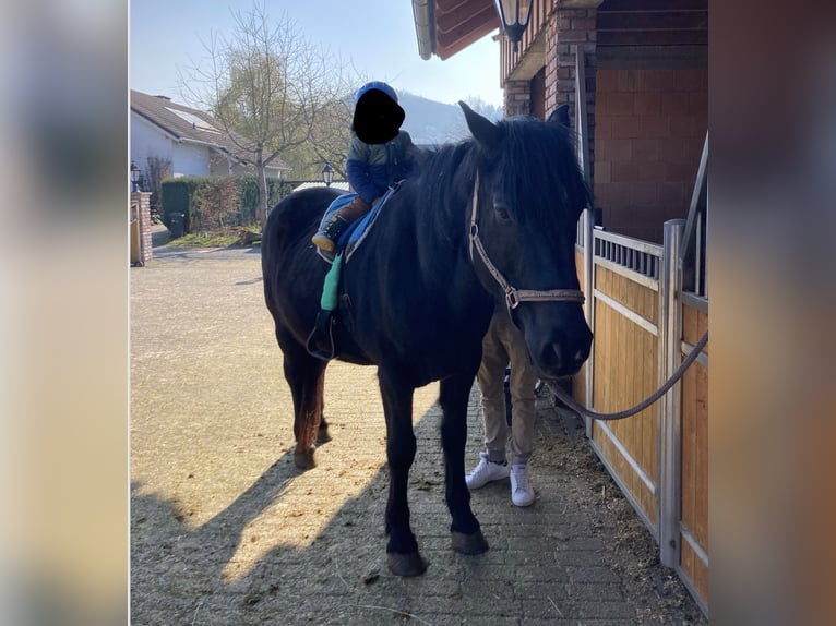 Cavallo sportivo irlandese Giumenta 11 Anni 163 cm Baio in Niedenstein