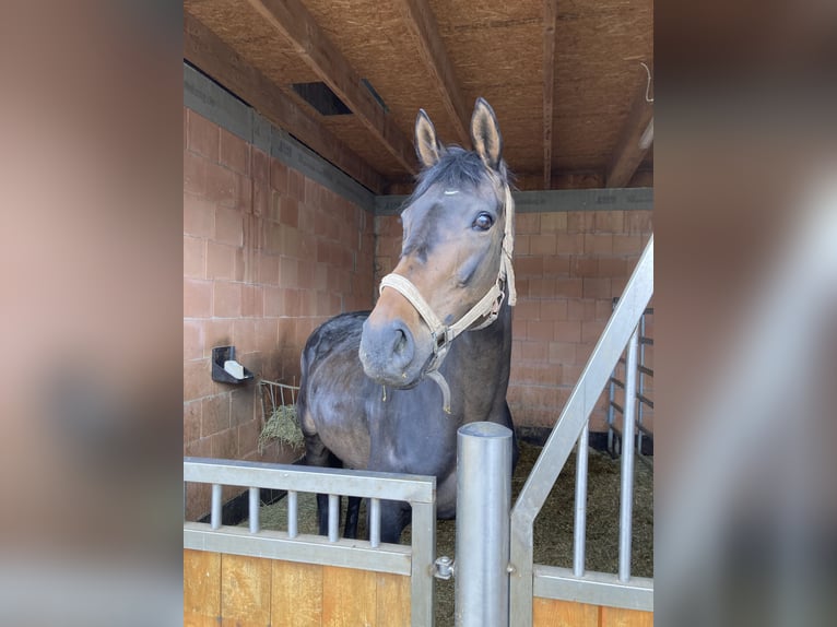 Cavallo sportivo irlandese Giumenta 11 Anni 163 cm Baio in Niedenstein
