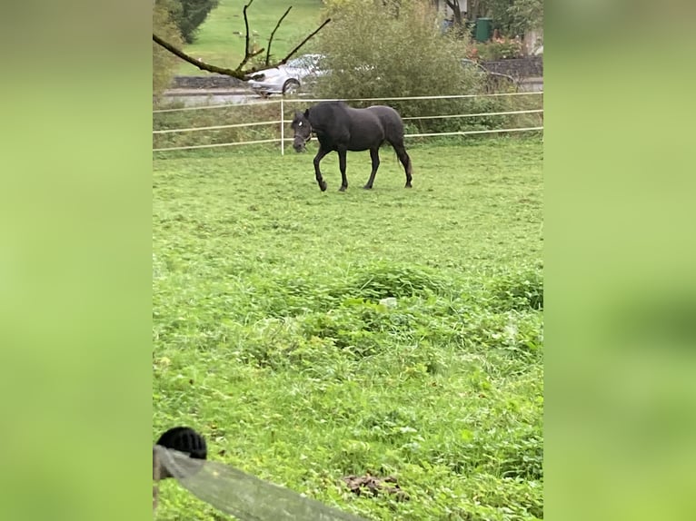 Cavallo sportivo irlandese Giumenta 11 Anni 163 cm Baio in Niedenstein