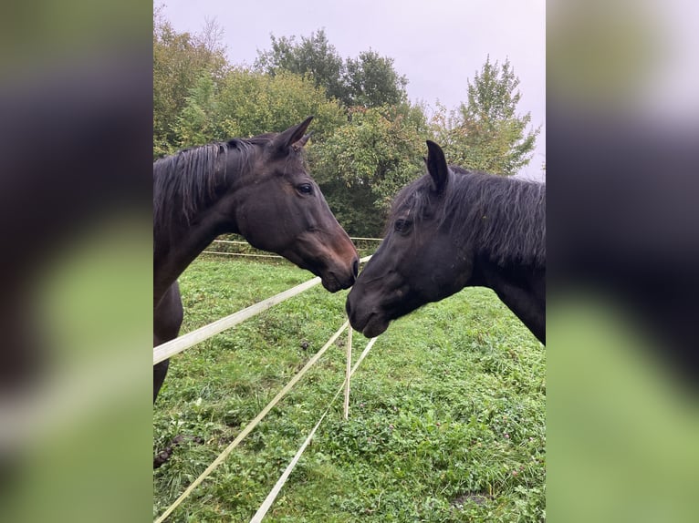 Cavallo sportivo irlandese Giumenta 11 Anni 163 cm Baio in Niedenstein