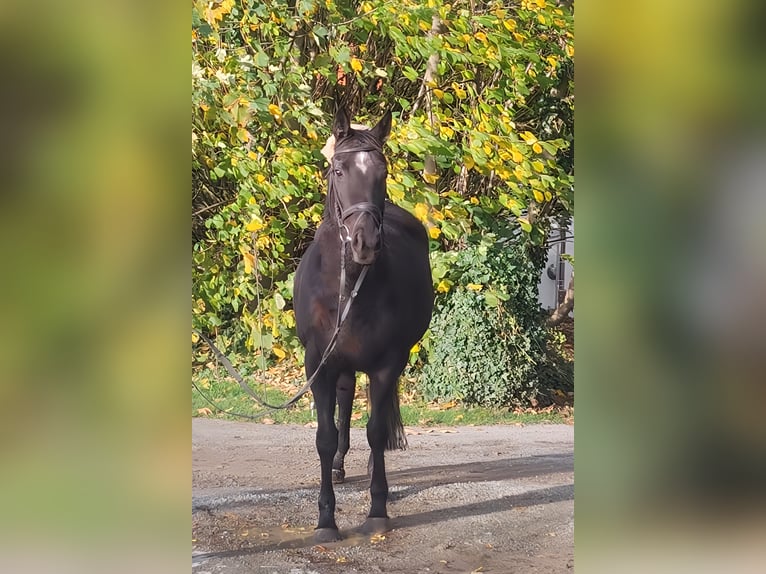Cavallo sportivo irlandese Giumenta 11 Anni 165 cm Morello in Lage