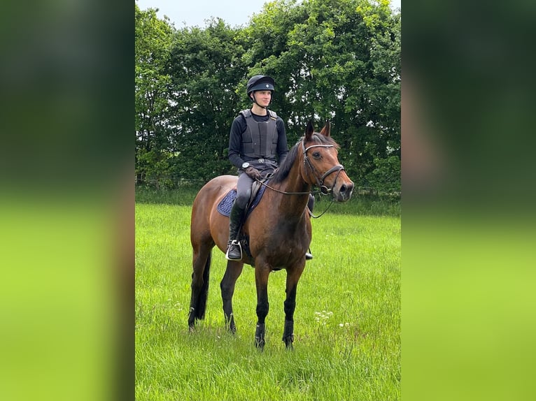 Cavallo sportivo irlandese Giumenta 11 Anni 166 cm Baio in Henstedt-Ulzburg