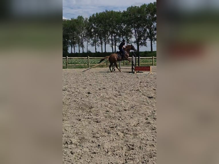 Cavallo sportivo irlandese Giumenta 11 Anni 167 cm Sauro in Philippine