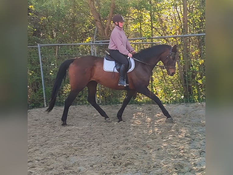 Cavallo sportivo irlandese Giumenta 11 Anni 173 cm Baio scuro in Lage
