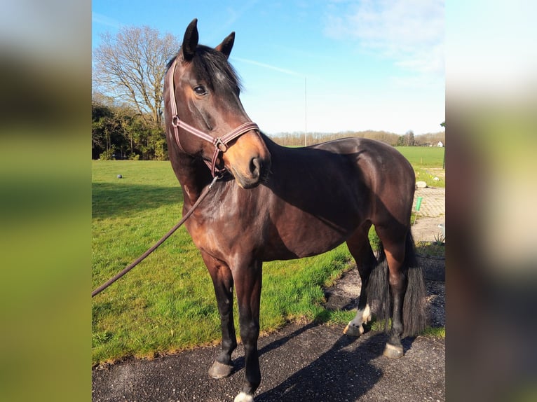 Cavallo sportivo irlandese Giumenta 11 Anni 177 cm Baio in Hoornsterzwaag