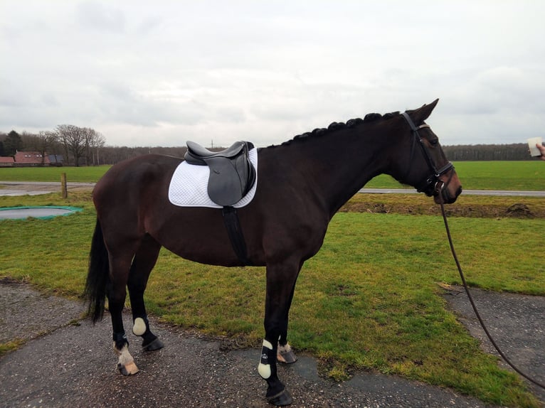 Cavallo sportivo irlandese Giumenta 11 Anni 177 cm Baio in Hoornsterzwaag