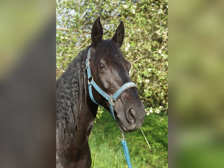 Cavallo sportivo irlandese Giumenta 12 Anni 150 cm Morello in Ebern