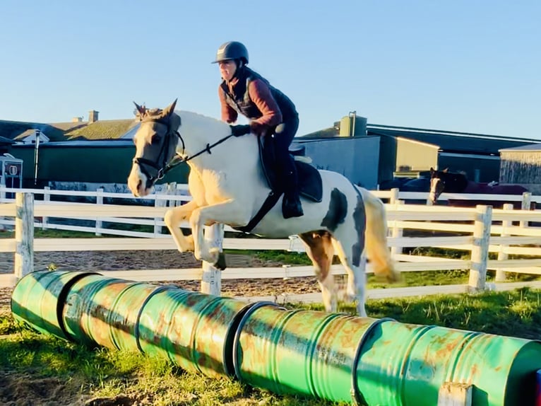 Cavallo sportivo irlandese Mix Giumenta 12 Anni 155 cm Pezzato in Mountrath