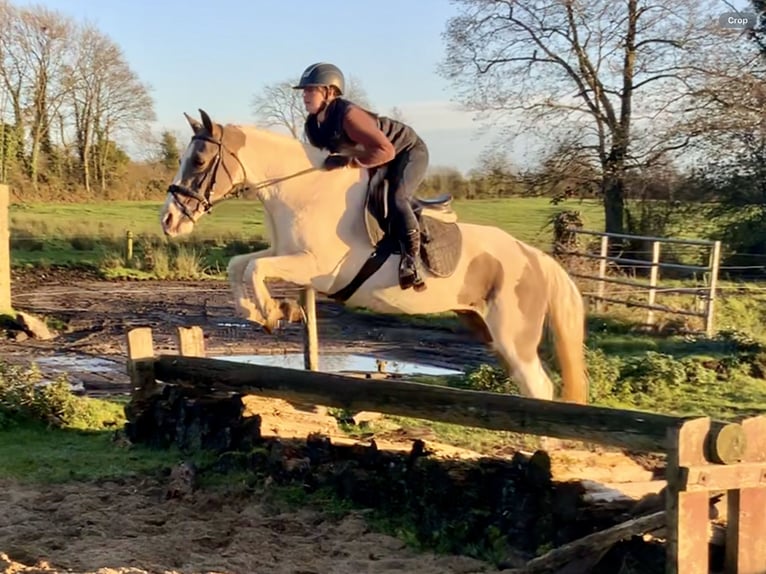 Cavallo sportivo irlandese Mix Giumenta 12 Anni 155 cm Pezzato in Mountrath