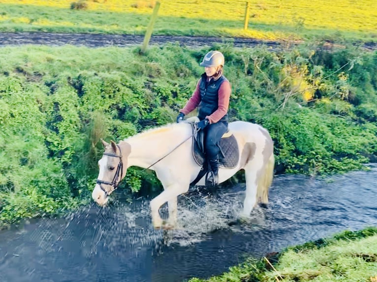 Cavallo sportivo irlandese Mix Giumenta 12 Anni 155 cm Pezzato in Mountrath