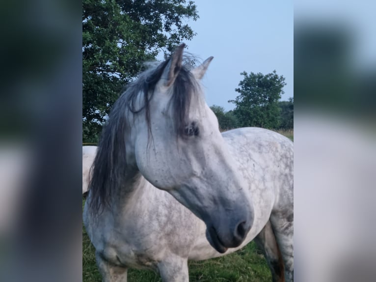 Cavallo sportivo irlandese Giumenta 12 Anni 157 cm Grigio pezzato in Stelle - Niedersachsen
