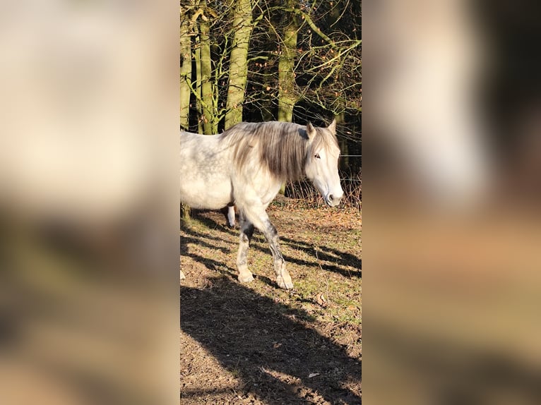 Cavallo sportivo irlandese Giumenta 12 Anni 157 cm Grigio pezzato in Stelle - Niedersachsen