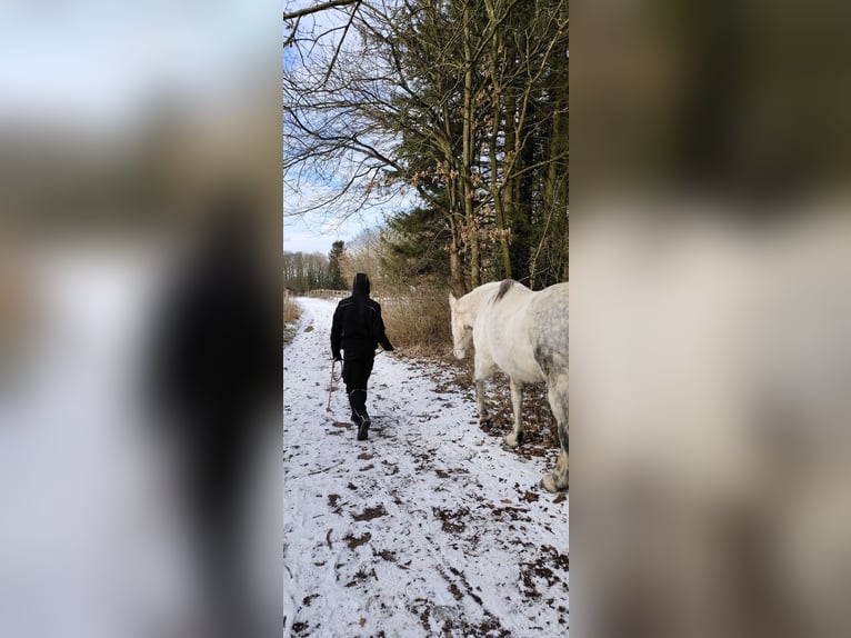 Cavallo sportivo irlandese Giumenta 12 Anni 157 cm Grigio pezzato in Stelle - Niedersachsen
