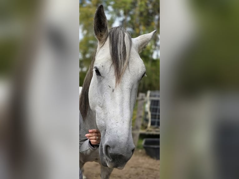 Cavallo sportivo irlandese Giumenta 12 Anni 157 cm Grigio pezzato in Stelle