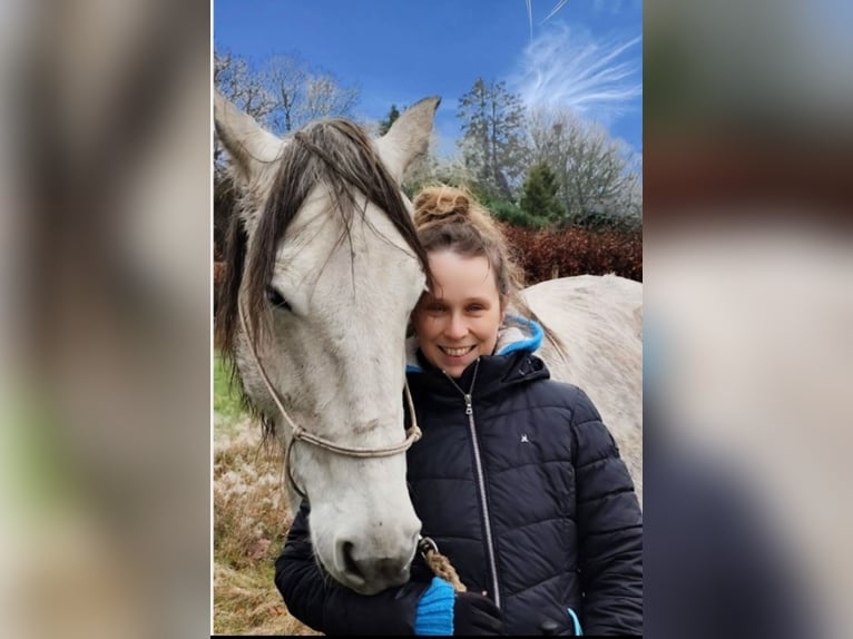 Cavallo sportivo irlandese Giumenta 12 Anni 157 cm Grigio pezzato in Stelle