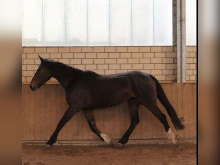 Cavallo sportivo irlandese Giumenta 12 Anni 160 cm Baio in Ebsdorfergrund