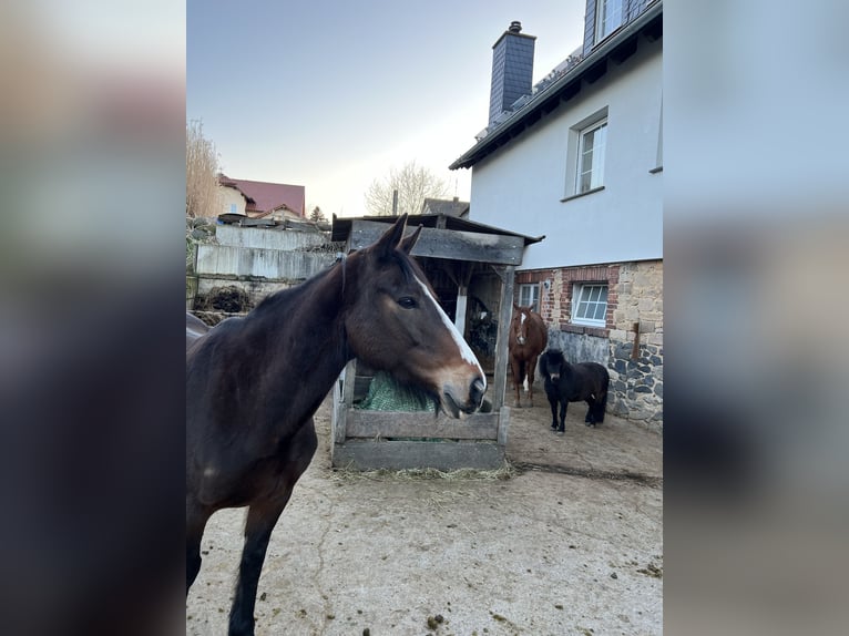 Cavallo sportivo irlandese Giumenta 12 Anni 160 cm Baio in Ebsdorfergrund