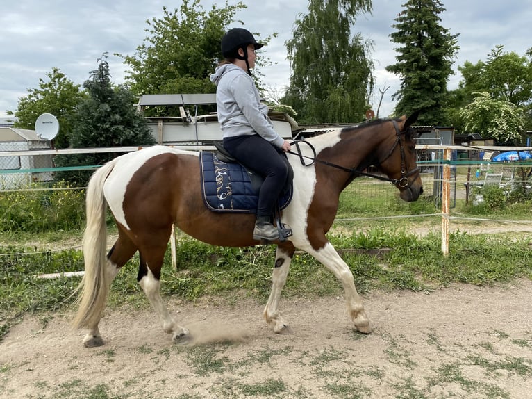 Cavallo sportivo irlandese Mix Giumenta 12 Anni 163 cm Pezzato in Wei&#xDF;enthurm