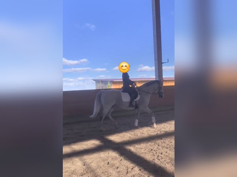 Cavallo sportivo irlandese Giumenta 12 Anni 165 cm Grigio in Jerxheim