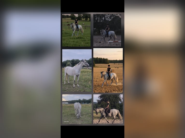 Cavallo sportivo irlandese Giumenta 12 Anni 165 cm Grigio in Jerxheim
