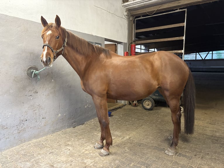 Cavallo sportivo irlandese Giumenta 12 Anni 165 cm Sauro in DieburgDieburg