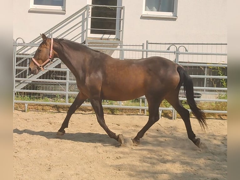 Cavallo sportivo irlandese Giumenta 12 Anni 166 cm Baio in Lage