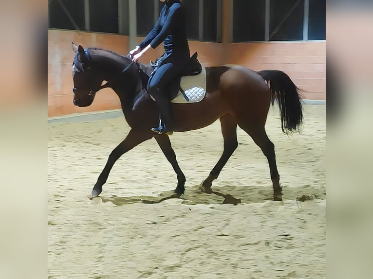 Cavallo sportivo irlandese Giumenta 12 Anni 167 cm Baio in Lage