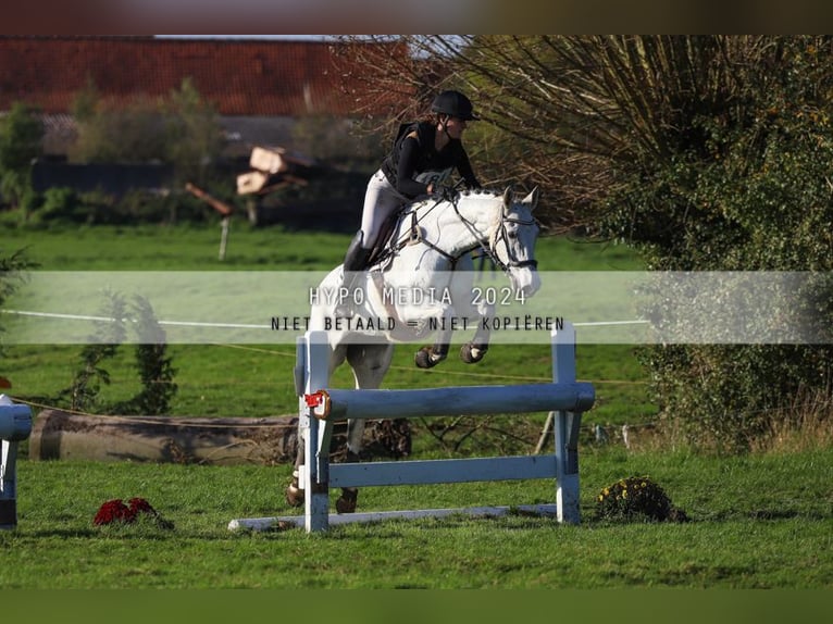 Cavallo sportivo irlandese Giumenta 12 Anni 167 cm Grigio in Harelbeke