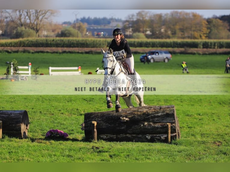 Cavallo sportivo irlandese Giumenta 12 Anni 167 cm Grigio in Harelbeke